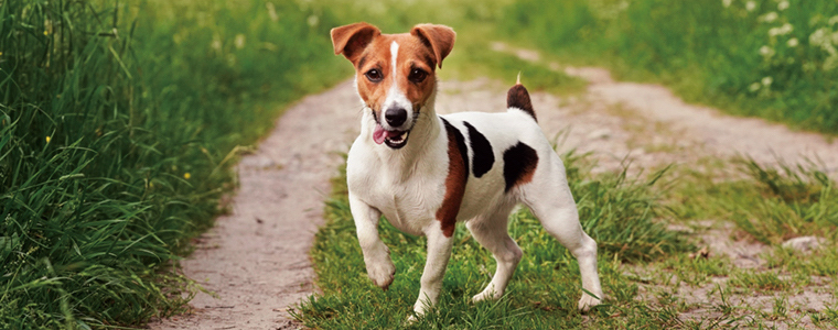 ジャック・ラッセル・テリア / Jack Russell Terrier一覧ページ ドイツ 