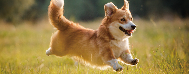 ウェルシュ・コーギー・ペンブローク / Welsh Corgi Pembroke一覧